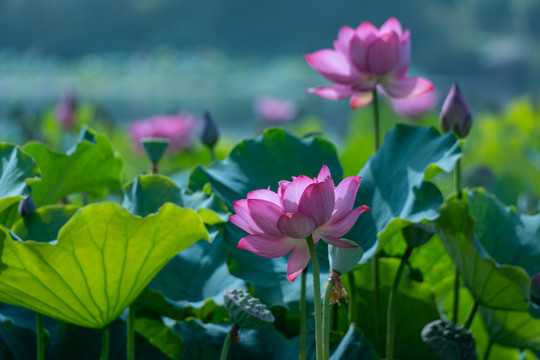 荷花