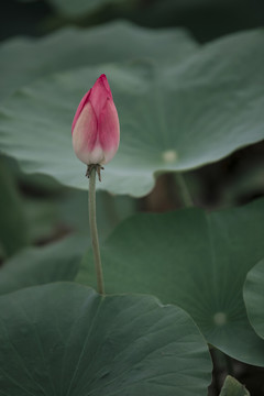 荷花百态