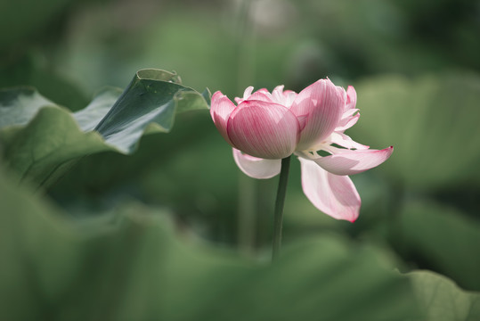 荷花百态