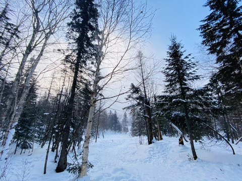 雪景冬季树林东北冬季