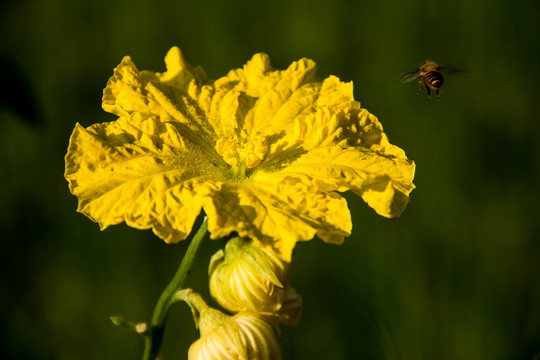 丝瓜花与蜜蜂