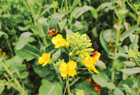 油菜花蜜蜂