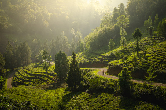 光影茶山