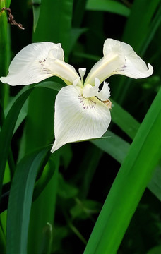 鸢尾花