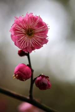 梅花