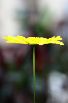 一朵百日菊