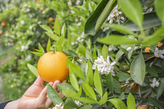 花果同枝