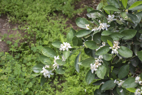 花果同枝