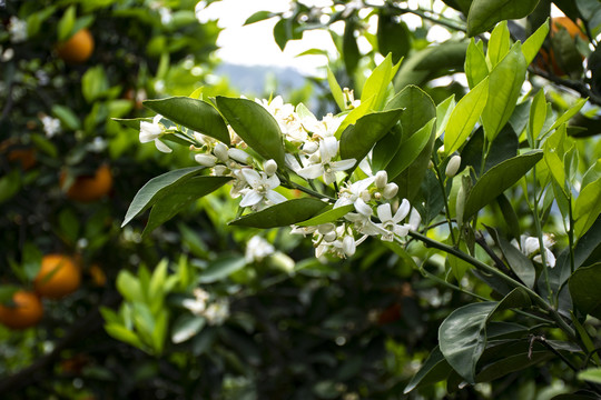 花果同枝