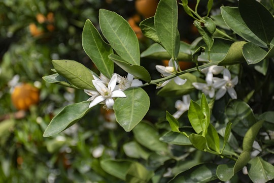 花果同枝