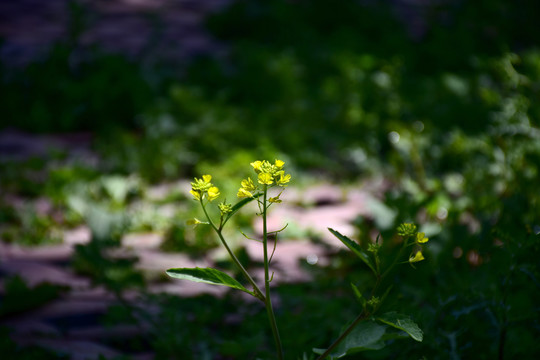 油菜花特写