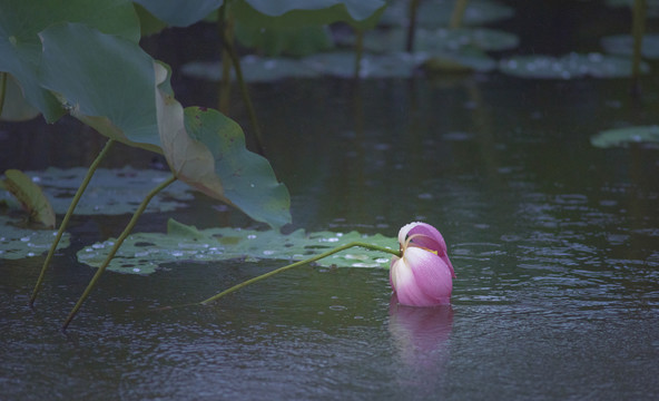 雨中荷