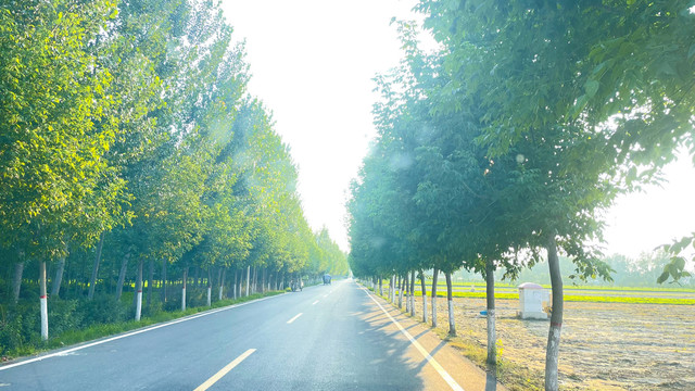 道路绿化透视