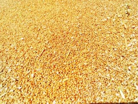 金黄的麦粒