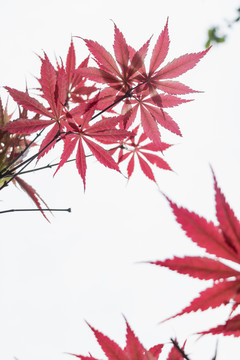 红色枫叶秋天风景