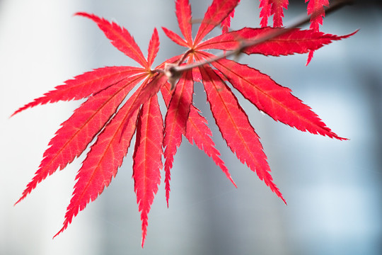 红色枫叶秋天风景