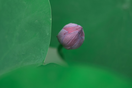 夏天荷花花苞特写