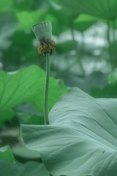 夏天荷花莲蓬特写