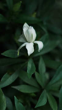 夏天花朵栀子花盛开