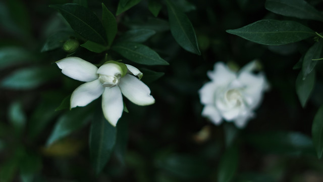 夏天花朵栀子花盛开