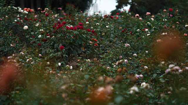 红色月季花花开