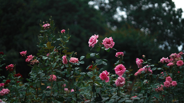 月季花花丛花园