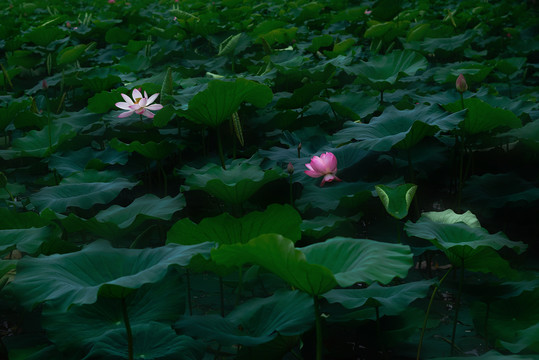 荷花池荷花盛放夏天风景