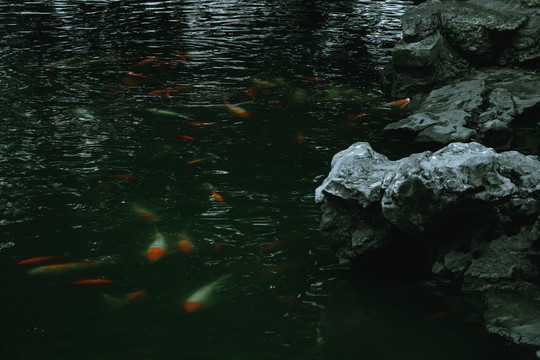 水池里的锦鲤成群结队