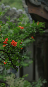 石榴花开夏季花卉