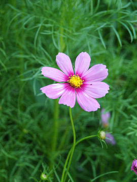 格桑花