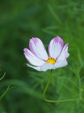 格桑花