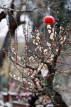 梅花树