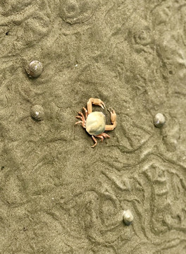 小海蟹