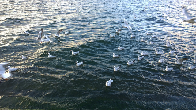 云南洱海海鸥摄影