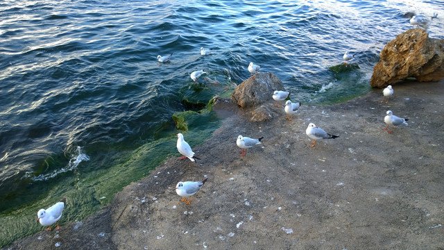 云南洱海海鸥摄影
