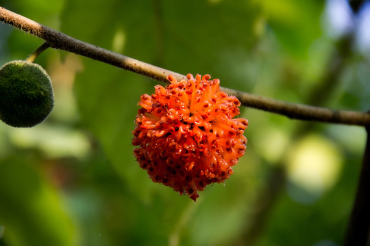 红红的构树果