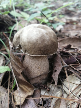 野生菌蘑菇大脚菇
