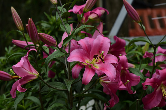 百合花花卉摄影图