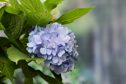 绣球花素材摄影