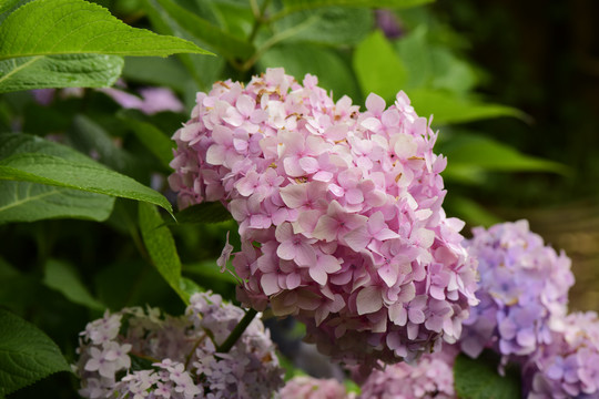 粉色绣球花背景素材花卉