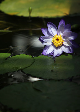莲花