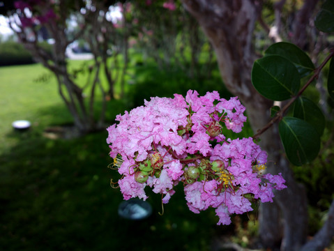 紫薇花