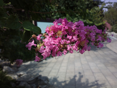 紫薇花