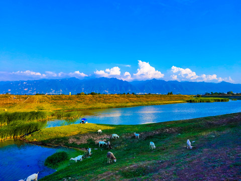 渭南罗纹河湿地公园牛羊成群