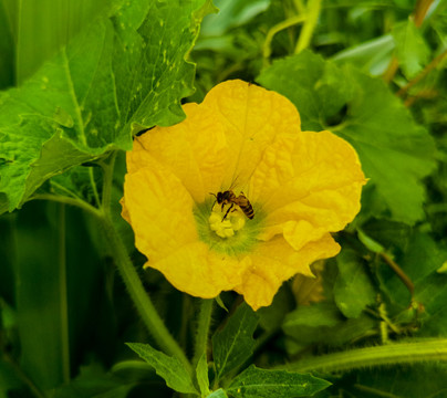 南瓜花上采蜜的蜜蜂特写