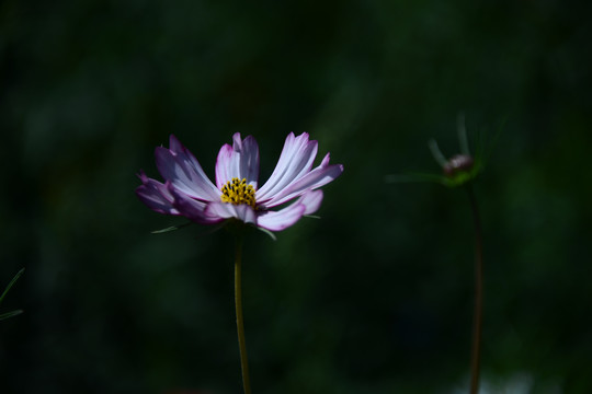 格桑花