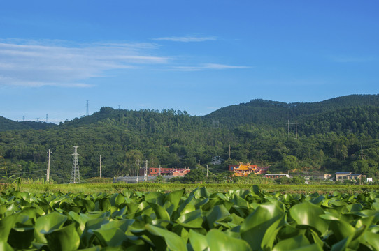 乡村夏意风景