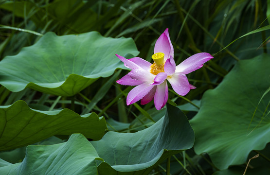 荷花