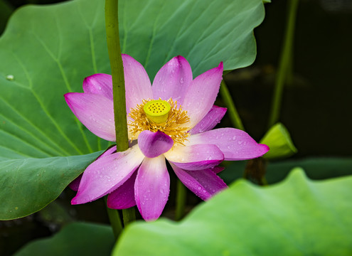 荷花