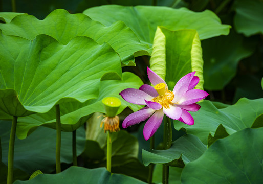 荷花